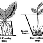 Enhance Seedling Growth with Air Pruning Techniques