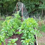 Maximizing Growth: Tomatoes and Cucumbers Thrive with Trellising