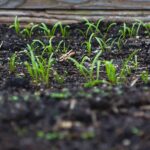 Optimal growth of microgreens with the ideal medium