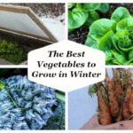 Overwinter Crops: 5 Crops You Can Still Plant This Year