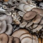 Tips for Harvesting Blue Grey Oyster Mushrooms