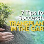 Tips for Successful Transplanting