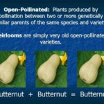 Understanding and collecting seeds of open-pollinated vegetables.